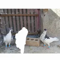 یال شهری گلدار جنگی|پرنده|شیراز, ترمینال باربری|دیوار