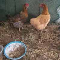 سلام فروش مرغ محلی وجوان