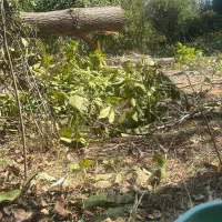 خریددرختان خشک|خدمات باغبانی و درختکاری|تبریز, |دیوار