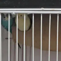 مرغ عشق همراه با جوجه هاشون|پرنده|نیشابور, بلوار گلها|دیوار