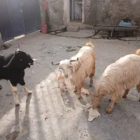 سه عدد تویشک نر چاق|حیوانات مزرعه|طرهان, |دیوار