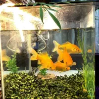 ماهی قرمز مولد به شرط تخم ریزی