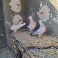 کفتر بوم قلدر