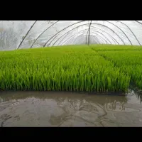 توم گرم هاشمی