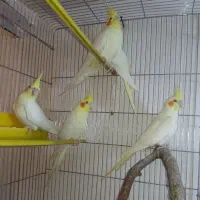 لوتینو زعفرونی تاج بلند با کیفیت جفتی و تکی|پرنده|شاهینشهر, فیض|دیوار