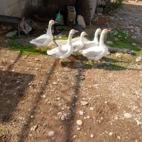 2 عدد غاز نر سفید