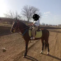 نریان دره شور، و مادیان کرد|اسب و تجهیزات اسبسواری|مرند, |دیوار