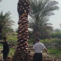 فروش انواع نخل تنه دار|خدمات باغبانی و درختکاری|تهران, شهرک پاسداران|دیوار
