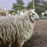 گوسفند فروشی سیار قصابی رایگان|حیوانات مزرعه|اهواز, شریعتی جنوبی|دیوار