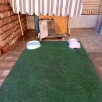 سگ شیتزو|سگ|کرمان, |دیوار