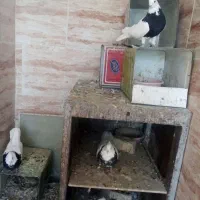 دهاقان ،کبوتر طوقی