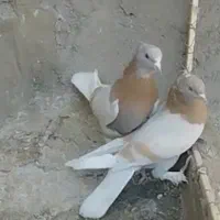 فروش پنج عدد ماده همگی ضمانتی