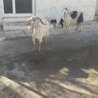 ۲عدد بز زاییده