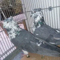 کبوتر کفتر ۳ جفت عالی|پرنده|فردیس, قریشی|دیوار