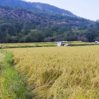 برنج سنگ طارم