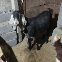 بز هلندی|حیوانات مزرعه|صحنه, |دیوار