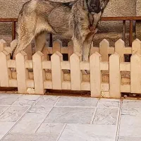 سرابی درجه یک