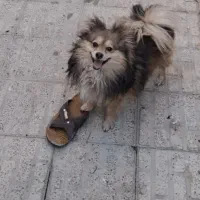 پامر روباهی