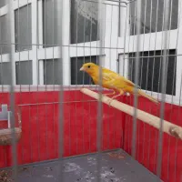 قناری زرد|پرنده|بهبهان, |دیوار