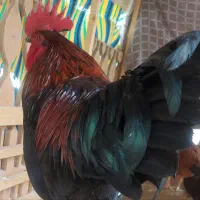 مرغ و خروس