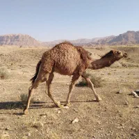 فروش شتر|حیوانات مزرعه|خور (فارس), |دیوار