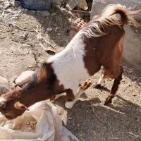 فروش فوری نری و چپشت