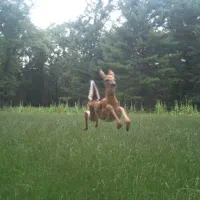 استخدام خانم مسلط به هوش مصنوعی و رسانه