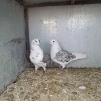 کبوتر پرشی|پرنده|گلپایگان, |دیوار