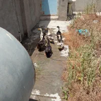 اردک فروشی