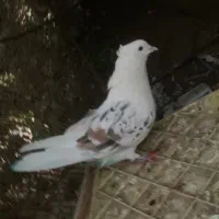 پشتی پشت سور