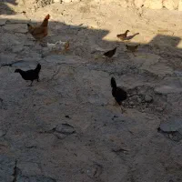 جوجه کوردی دوماه