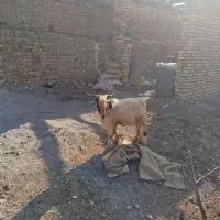 بزغاله|حیوانات مزرعه|الشتر, |دیوار