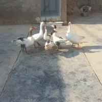 غاز نر وماده جوان|حیوانات مزرعه|چغادک, |دیوار