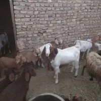 نربز پاکستانی|حیوانات مزرعه|سبزوار, قصبه شرقی|دیوار
