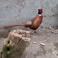 خروس امریکایی جفت