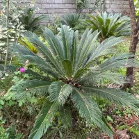 گل سیکاس مادر تنه دار|گل و گیاه طبیعی|کتالم و سادات شهر, |دیوار