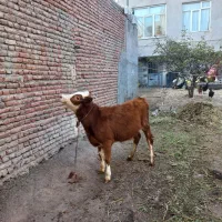 باسلام دوتا گوساله جوفتی ۹۰میلیون|حیوانات مزرعه|اردبیل, |دیوار