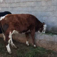 گاو|حیوانات مزرعه|مرودشت, ثبت احوال|دیوار