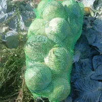 کلم سفید|خوردنی و آشامیدنی|پارسآباد, |دیوار