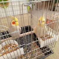 عروس هلندی مولد