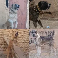 واگذاری سگ های جسور بدون برگشت