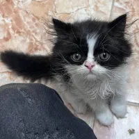 واگذاری گربه نر 3ماهه