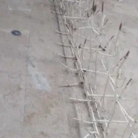 حفاظ شاخ گوزنی
