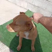 سگ پیت بول|سگ|دزفول, |دیوار