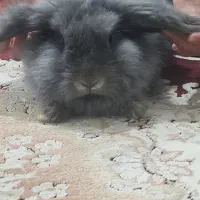 مینی لوپ|موش و خرگوش|نسیم‌شهر, |دیوار