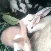 خرگوش|موش و خرگوش|صالح آباد (خراسان), |دیوار