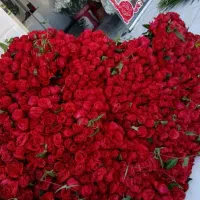 گل روز مادر|گل و گیاه طبیعی|الشتر, |دیوار