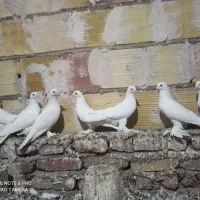 کبوتر|پرنده|تبریز, |دیوار