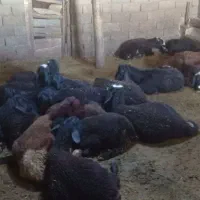 فروش بره نر پای پروار