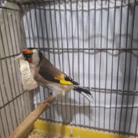 سهره  نر  مست